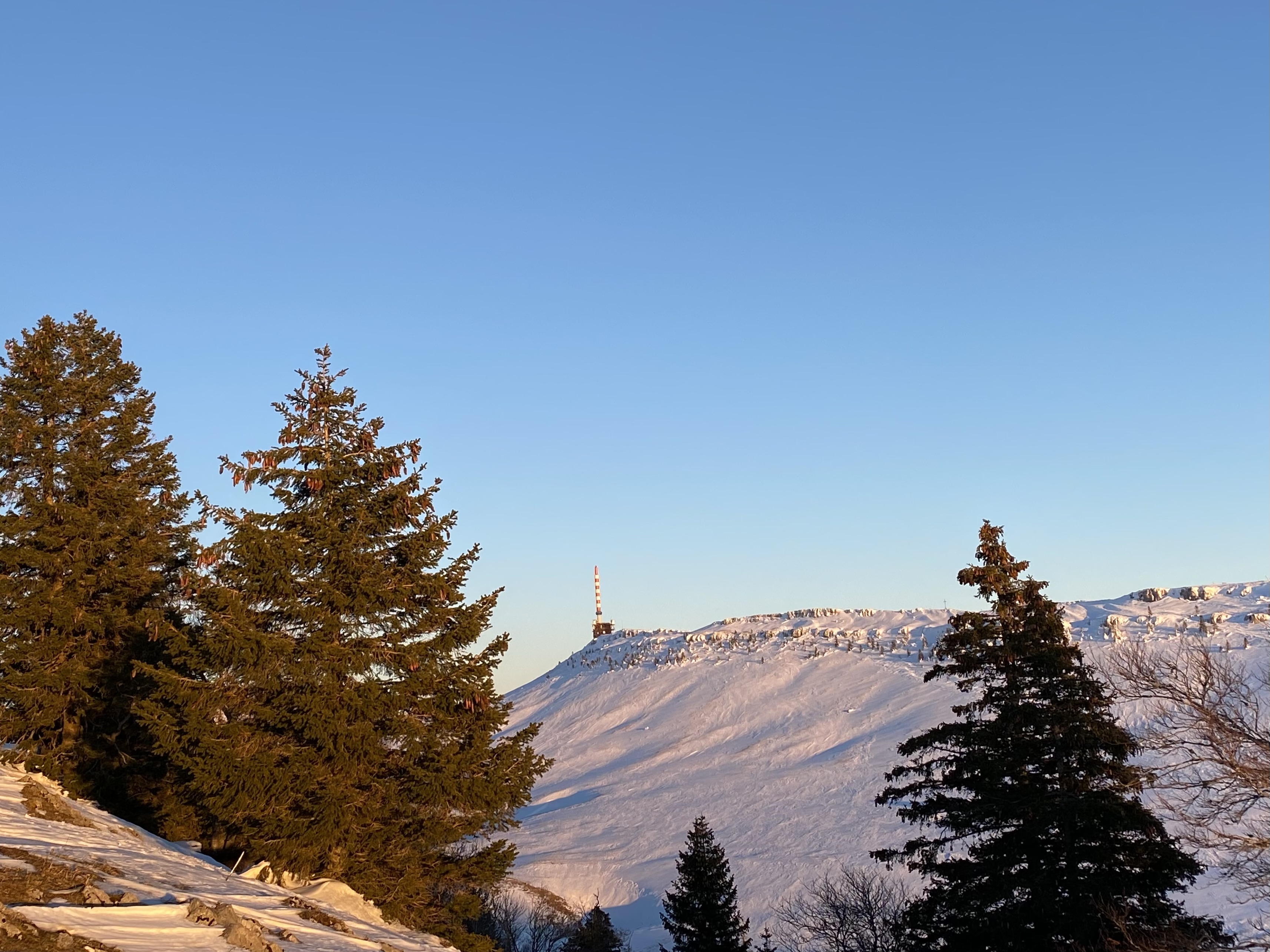 DIE FICHTE – KÖNIGIN DER SCHWEIZER WÄLDER