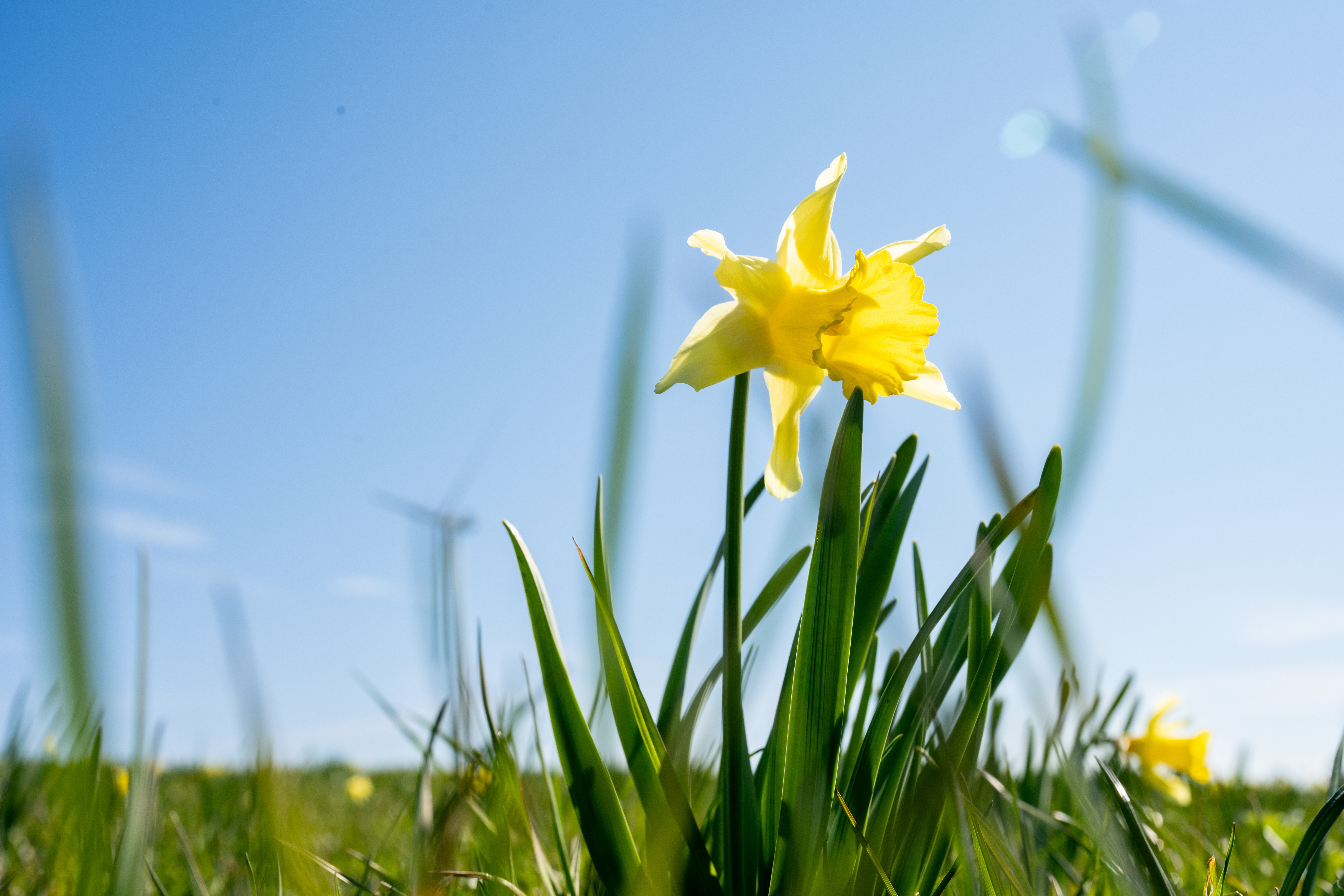 Wundershöne Osterglocken