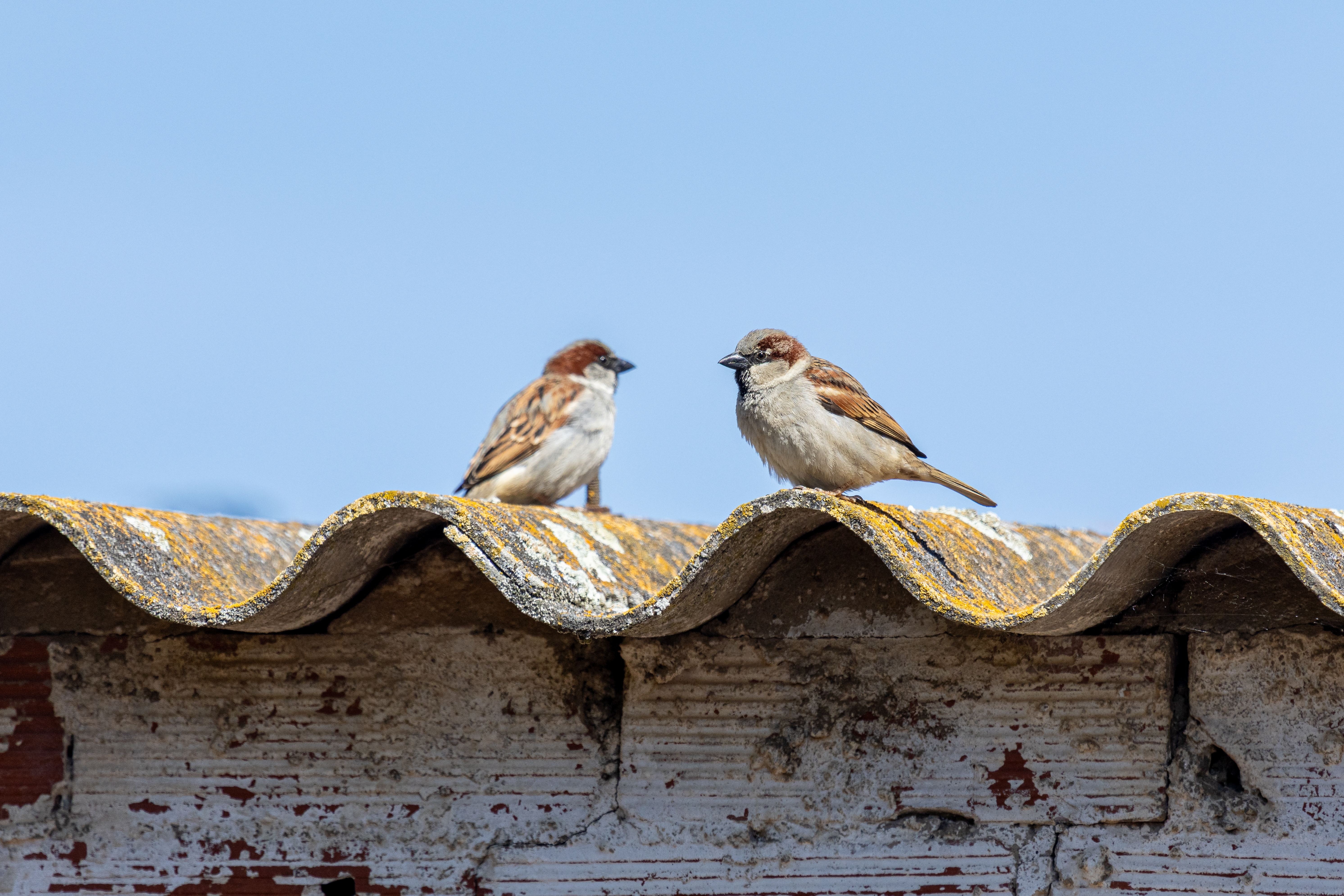 Der Hausspatz – alles andere als banal