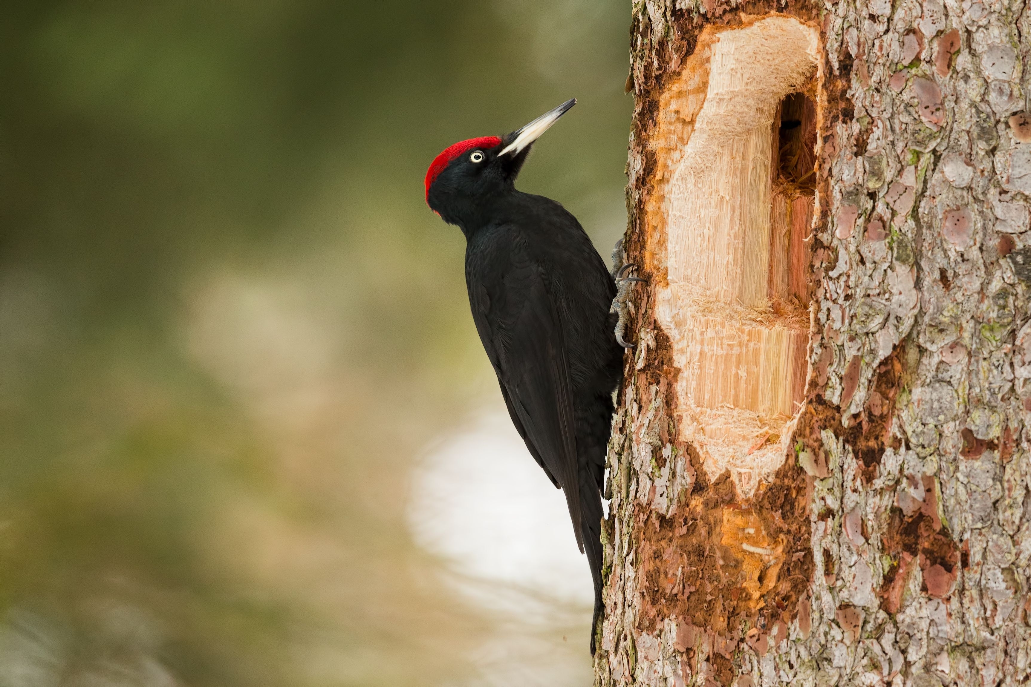 Der Schwarzspecht – grösster Specht in Europa