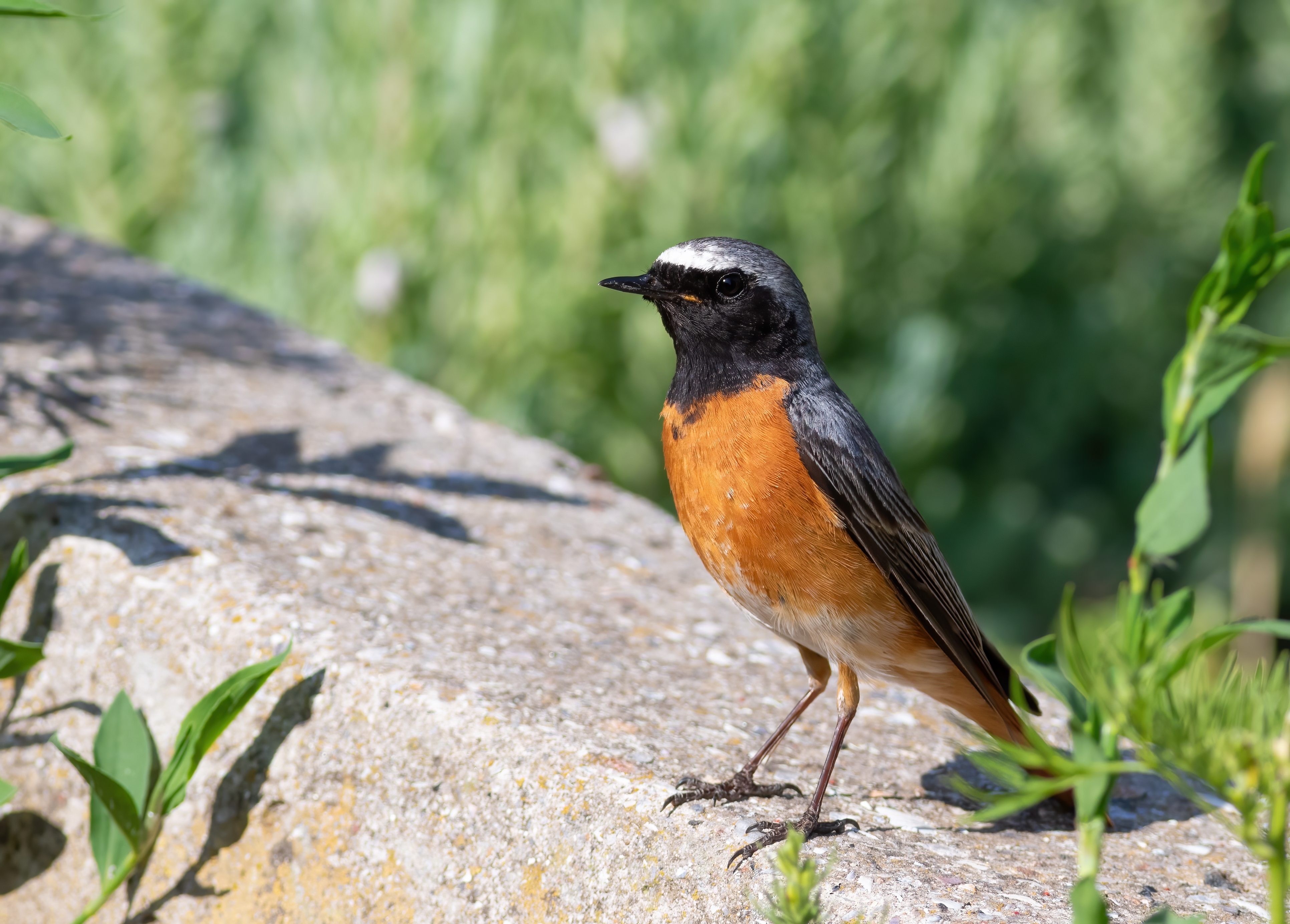 Der Gartenrotschwanz: begnadeter Sänger aus Afrika