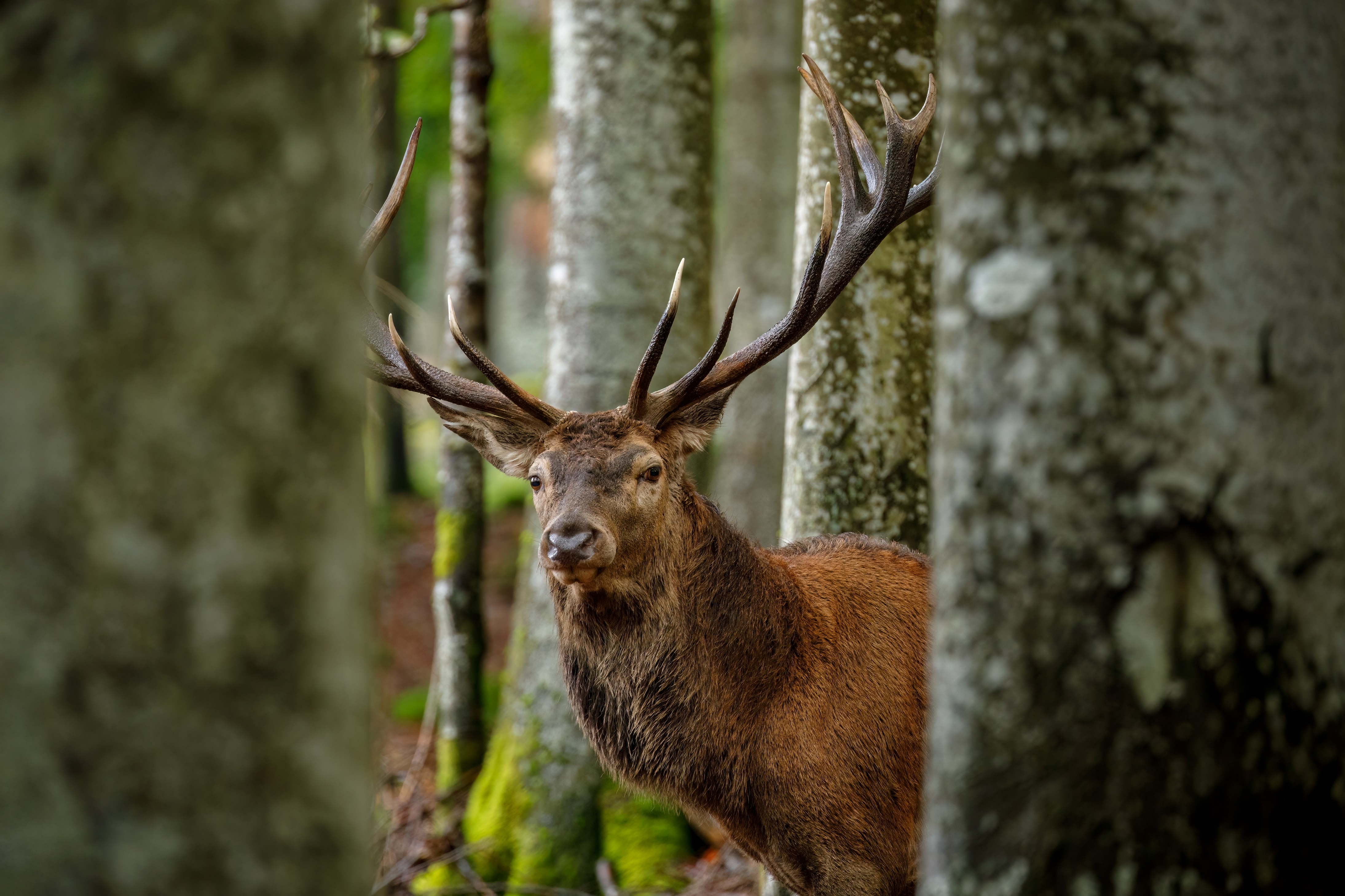 Der Hirsch – frisch wiedereingewandert