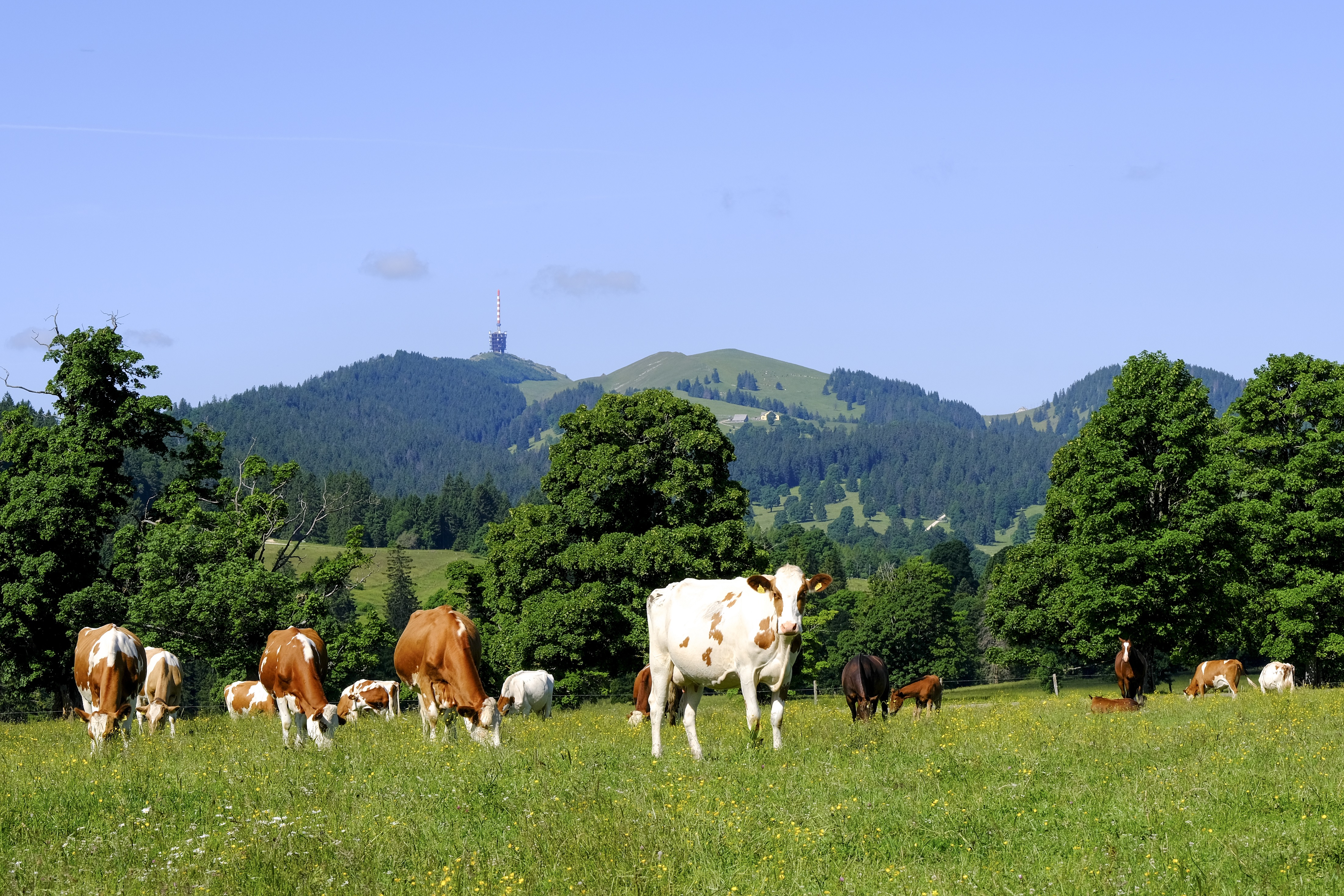 Objectif Chasseral : deuxième rencontre au sommet pour l'avenir du Chasseral !