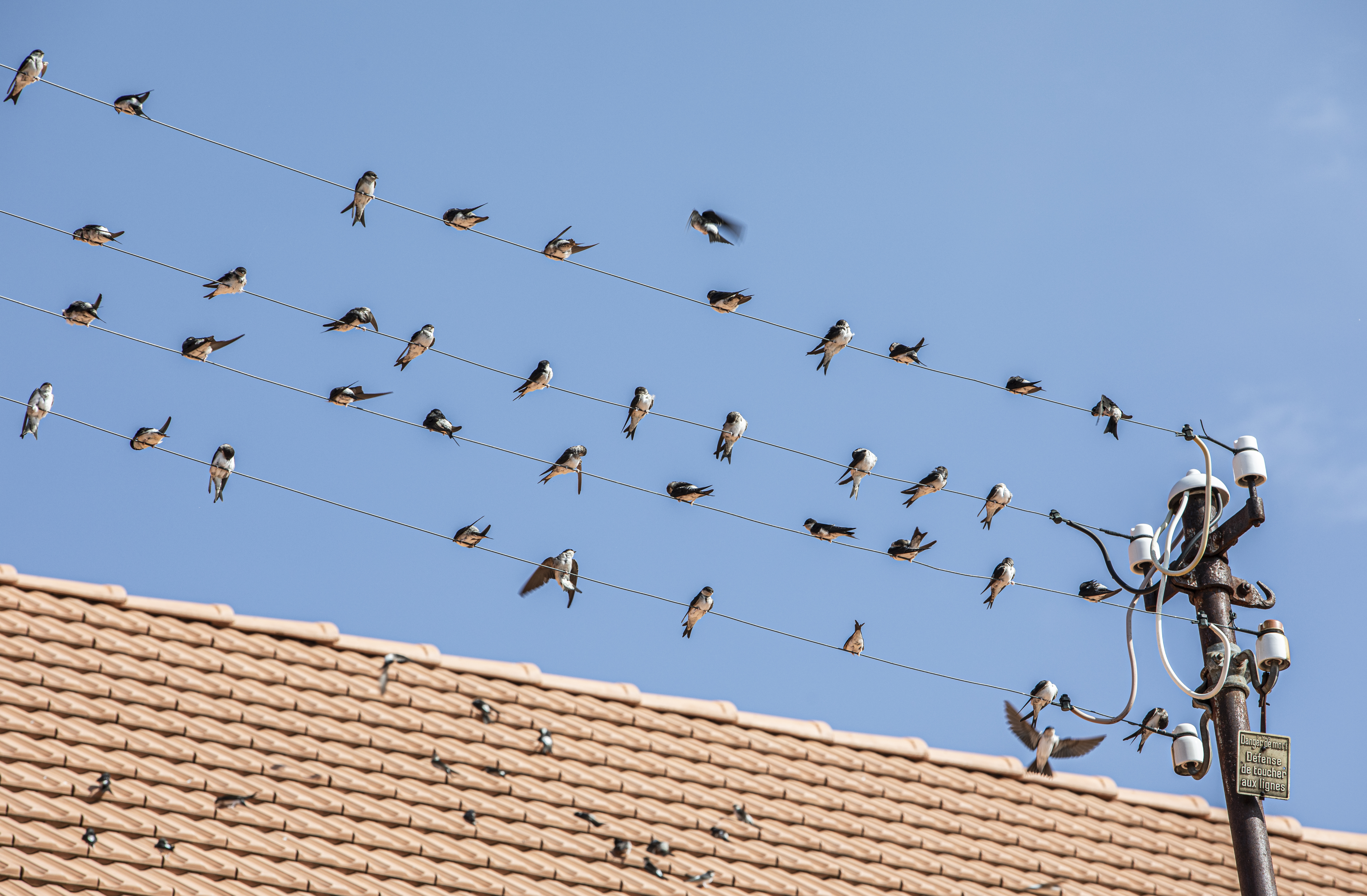 Und immer wieder im Frühling ... kehrt die Mehlschwalbe zurück